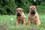 SHAR-PEI 880